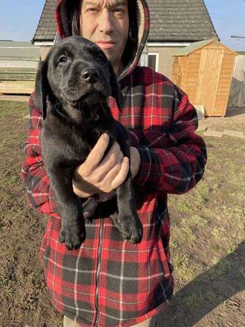 *Last 2* Chunky Black Labrador Puppies Whtapps 0 7 7 2 3 7 2 1 7 1 6 for sale in London Colney, Hertfordshire - Image 1