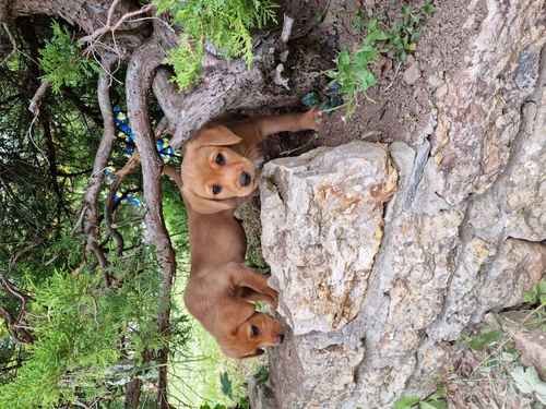 Happy Healthy Red Fox Pups Available for Loving Homes for sale in Sherborne, Dorset - Image 1