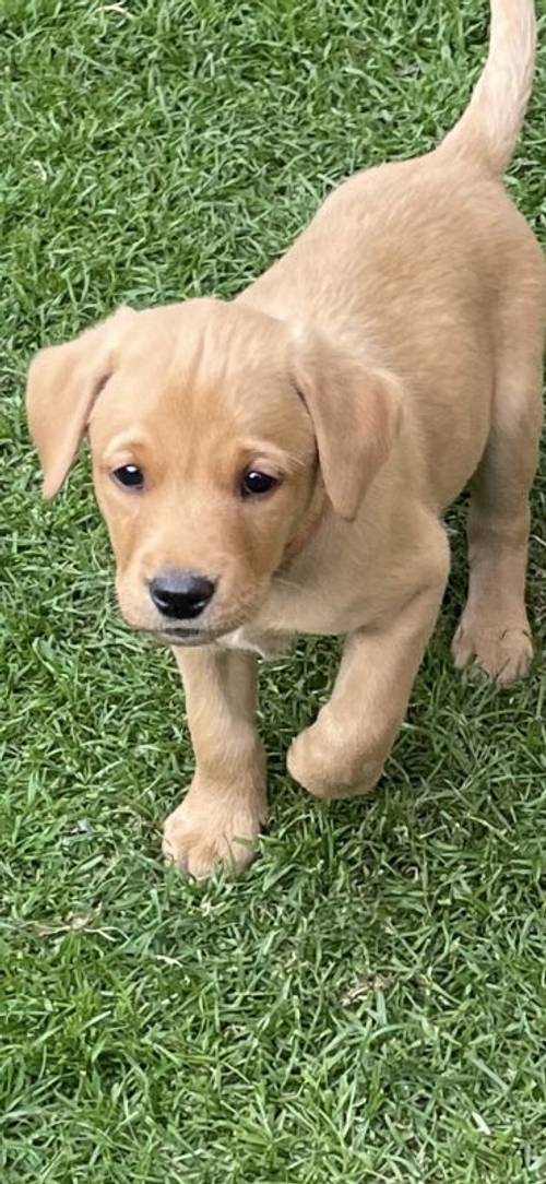 Stunning Fox Red Labrador pup for sale in Wetherby, West Yorkshire - Image 3