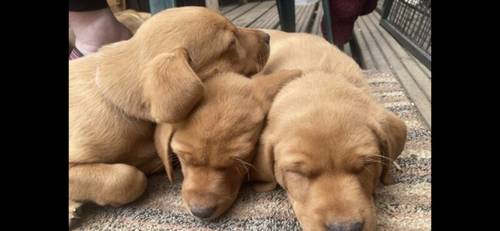 Stunning Fox Red Labrador pup for sale in Wetherby, West Yorkshire - Image 2