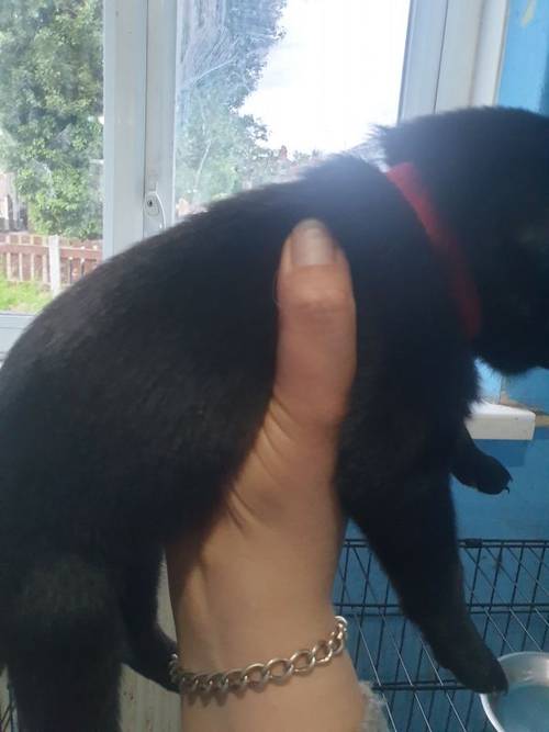 Litter of lovely black labrador puppies for sale in Glossop Derbyshire - Image 2