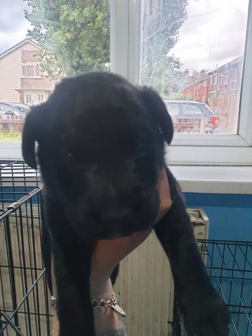 Litter of lovely black labrador puppies for sale in Glossop Derbyshire - Image 5