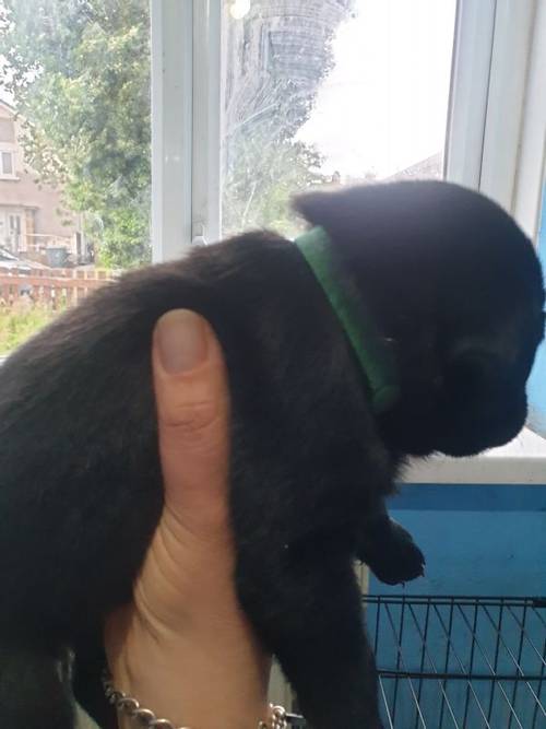 Litter of lovely black labrador puppies for sale in Glossop Derbyshire - Image 8