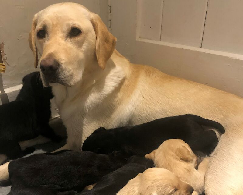 Outstanding Litter Of Labrador Puppies Ready To Go For Sale in Cardiff