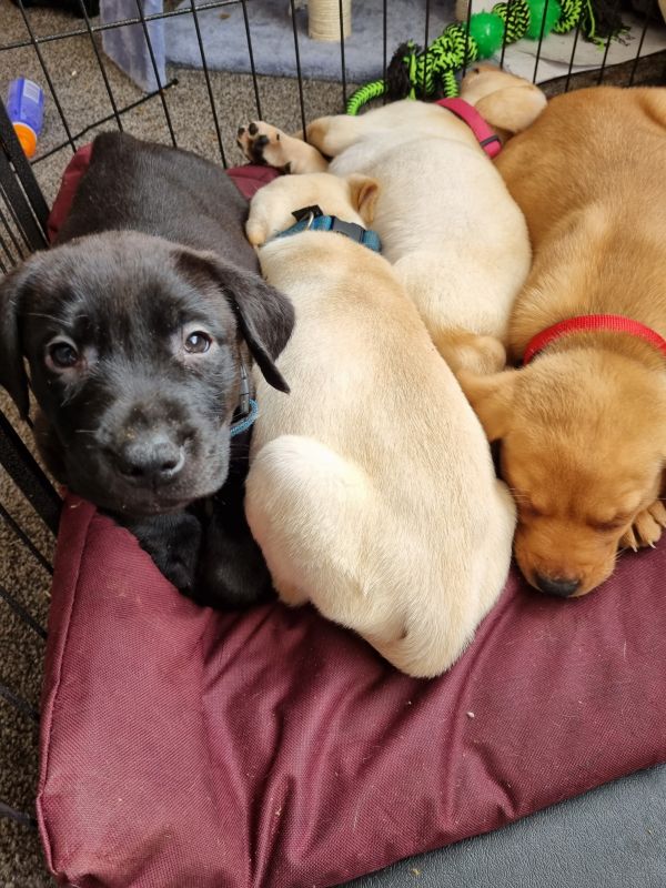 Pedigree Labrador Puppies For Sale in Tamworth, Staffordshire