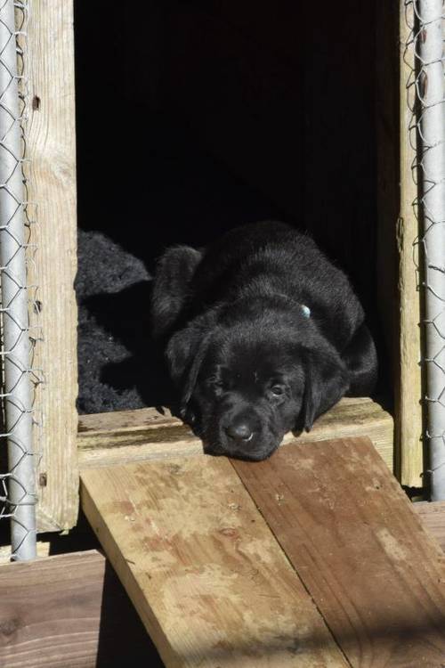 Beautiful KC registered labrador puppies, excellent breeding, only 1 boy remaining for sale in Cupar, Fife - Image 8