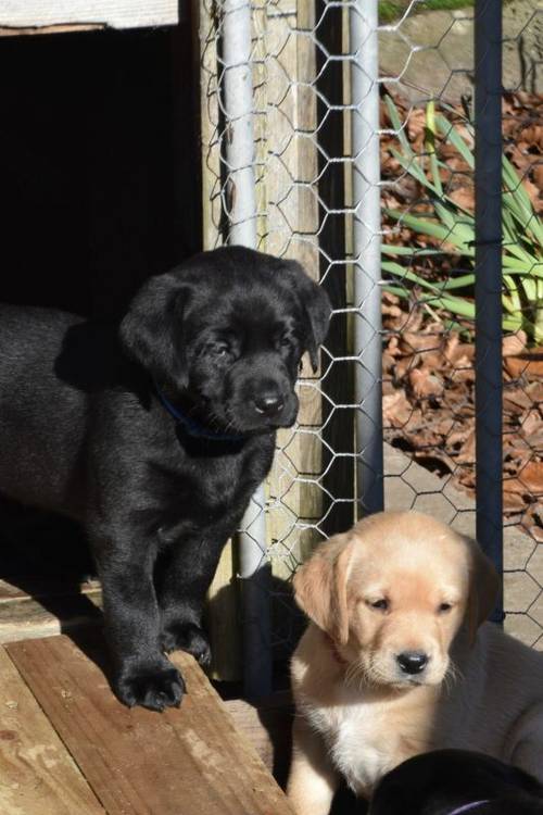 Beautiful KC registered labrador puppies, excellent breeding, only 1 boy remaining for sale in Cupar, Fife - Image 9