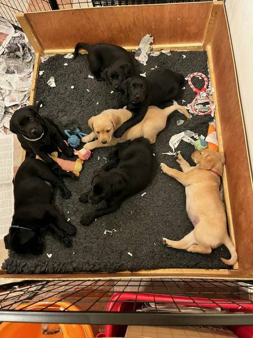 Beautiful KC registered labrador puppies, excellent breeding, only 1 boy remaining for sale in Cupar, Fife - Image 10