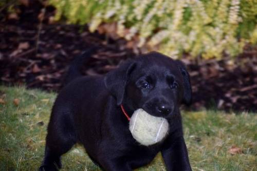 Beautiful KC registered labrador puppies, excellent breeding, only 1 boy remaining for sale in Cupar, Fife - Image 12