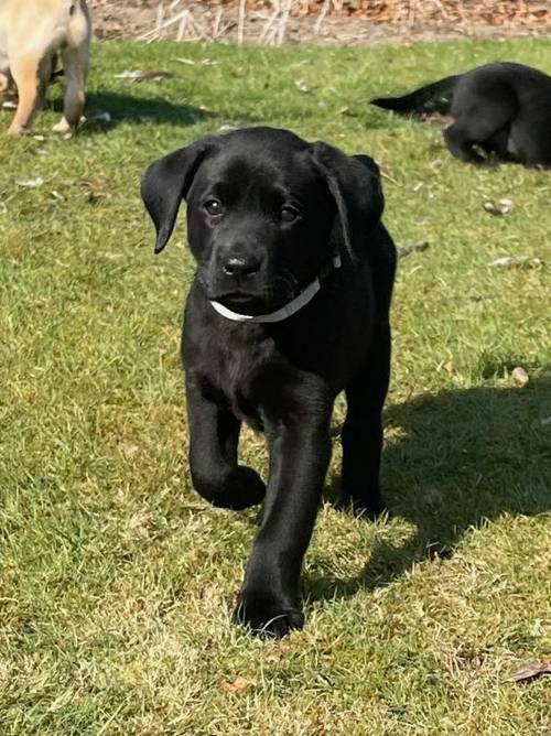 Beautiful KC registered labrador puppies, excellent breeding, only 1 boy remaining for sale in Cupar, Fife - Image 14