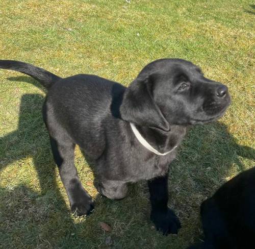 Beautiful KC registered labrador puppies, excellent breeding, only 1 boy remaining for sale in Cupar, Fife - Image 15