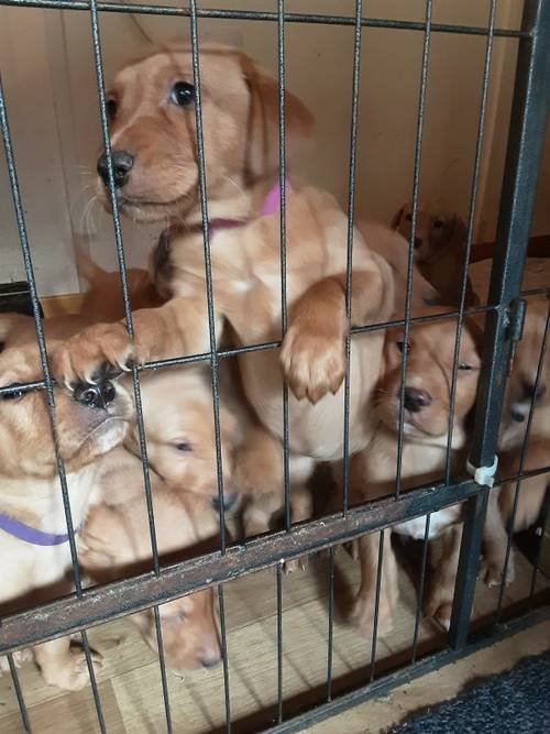 LABRADOR PUPPIES for sale in Pitlochry, Perth and Kinross - Image 1