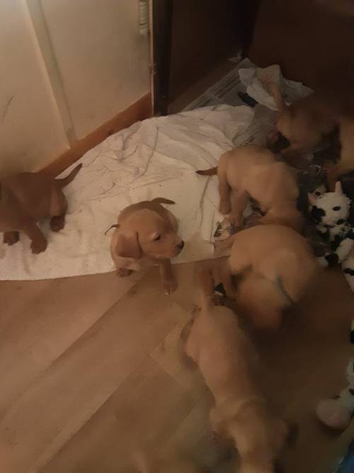 LABRADOR PUPPIES for sale in Pitlochry, Perth and Kinross - Image 3