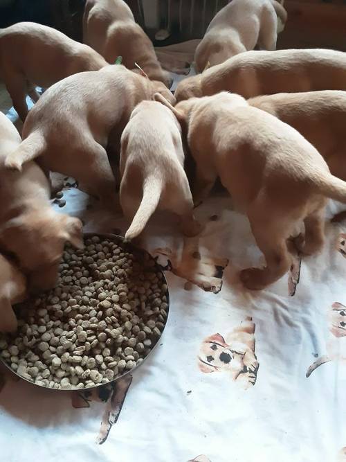 LABRADOR PUPPIES for sale in Pitlochry, Perth and Kinross - Image 4