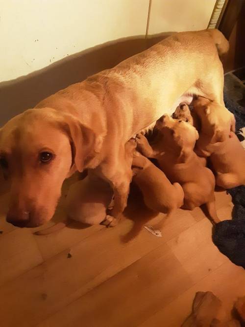 LABRADOR PUPPIES for sale in Pitlochry, Perth and Kinross - Image 5