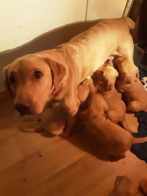 LABRADOR PUPPIES for sale in Pitlochry, Perth and Kinross - Image 6