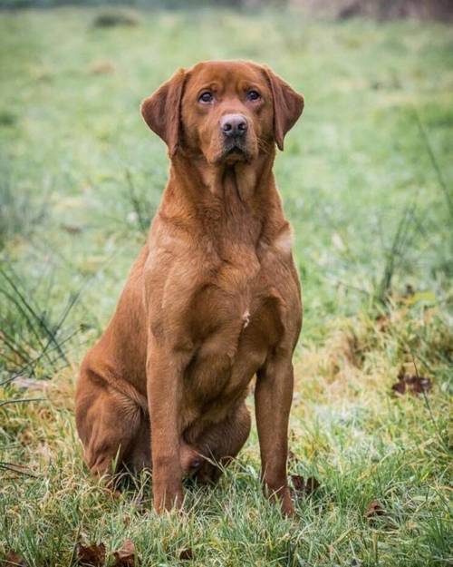 WAITING list now open for very dark fox red litter CHUNKY type. for sale in Llangollen, Denbighshire - Image 13