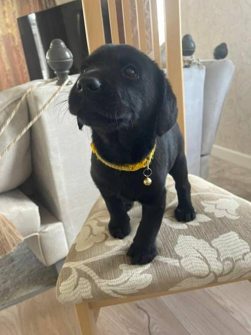 Kc Registered labrador puppies for sale in Wisbech St Mary, Cambridgeshire - Image 1