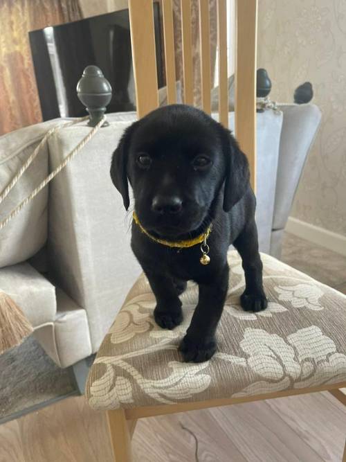 Kc Registered labrador puppies for sale in Wisbech St Mary, Cambridgeshire - Image 2