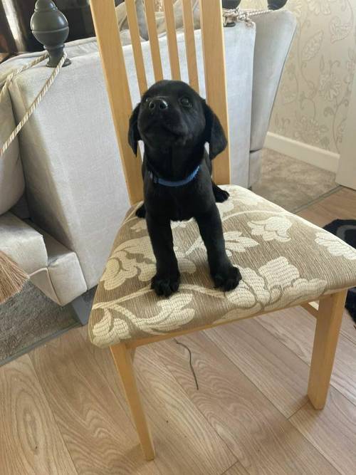 Kc Registered labrador puppies for sale in Wisbech St Mary, Cambridgeshire - Image 3