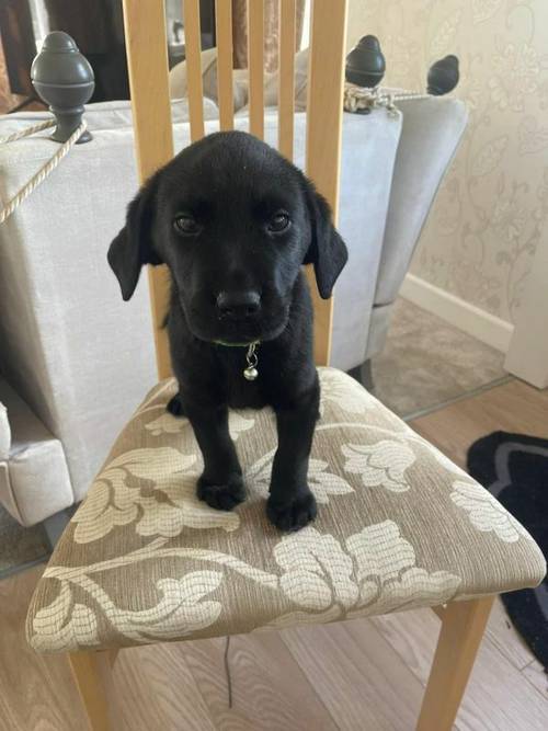 Kc Registered labrador puppies for sale in Wisbech St Mary, Cambridgeshire - Image 4