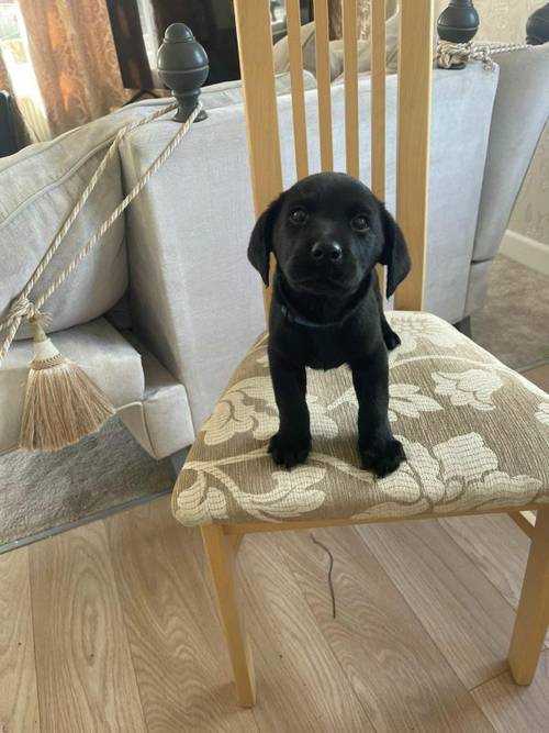 Kc Registered labrador puppies for sale in Wisbech St Mary, Cambridgeshire - Image 5