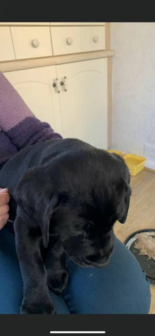 Black Labrador Puppies For Sale in Chesterfield, Derbyshire - Image 8