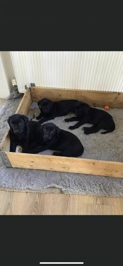 Black Labrador Puppies For Sale in Chesterfield, Derbyshire - Image 1