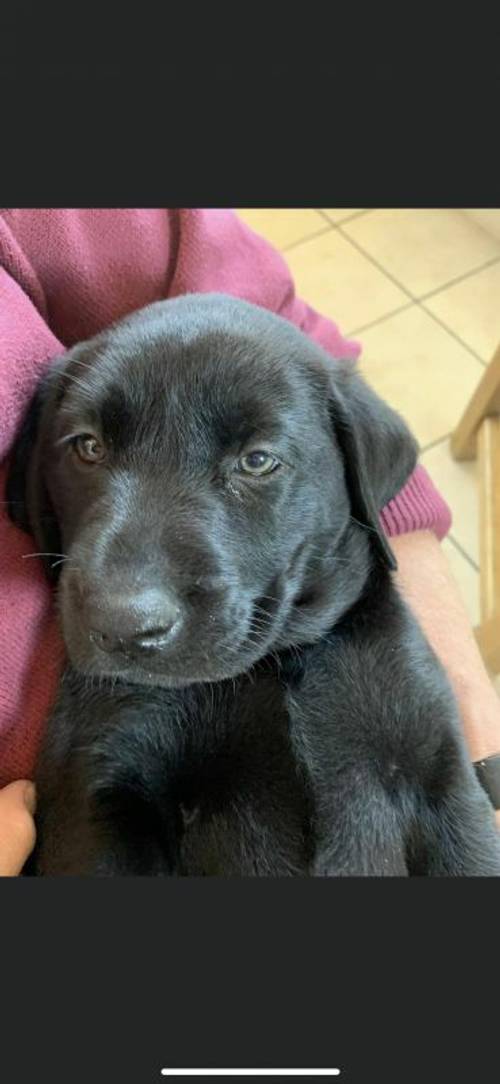 Black Labrador Puppies For Sale in Chesterfield, Derbyshire - Image 7