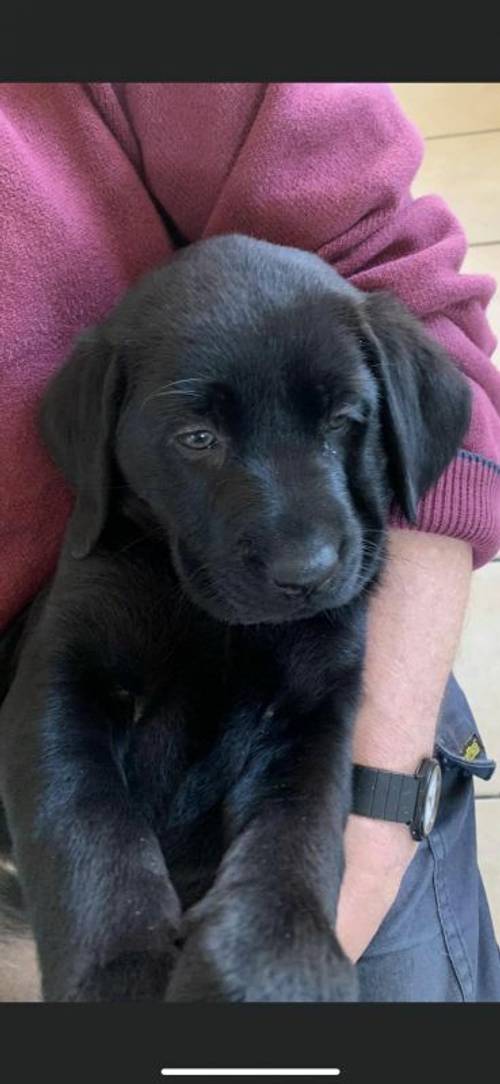 Black Labrador Puppies For Sale in Chesterfield, Derbyshire - Image 9