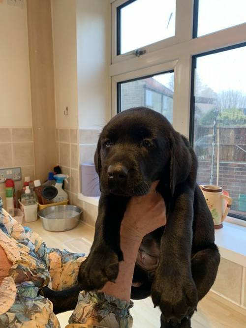 Black Labrador Puppies For Sale in Chesterfield, Derbyshire - Image 5