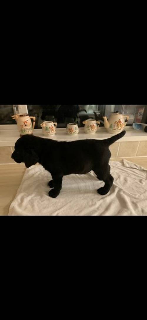 Black Labrador Puppies For Sale in Chesterfield, Derbyshire - Image 13