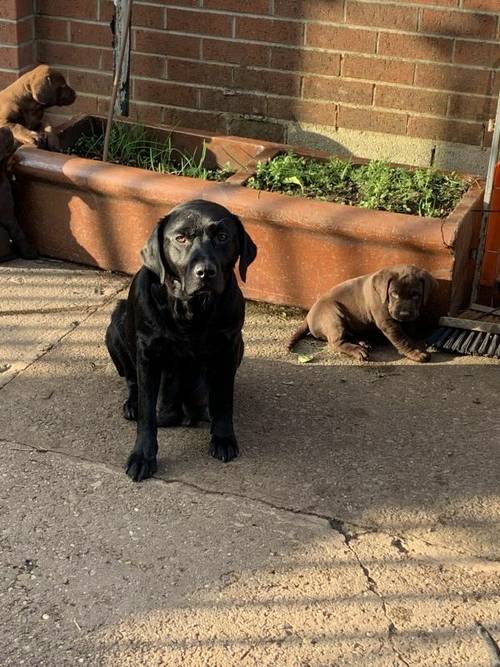 Black Labrador Puppies For Sale in Chesterfield, Derbyshire - Image 11