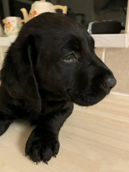 Black Labrador Puppies For Sale in Chesterfield, Derbyshire - Image 14