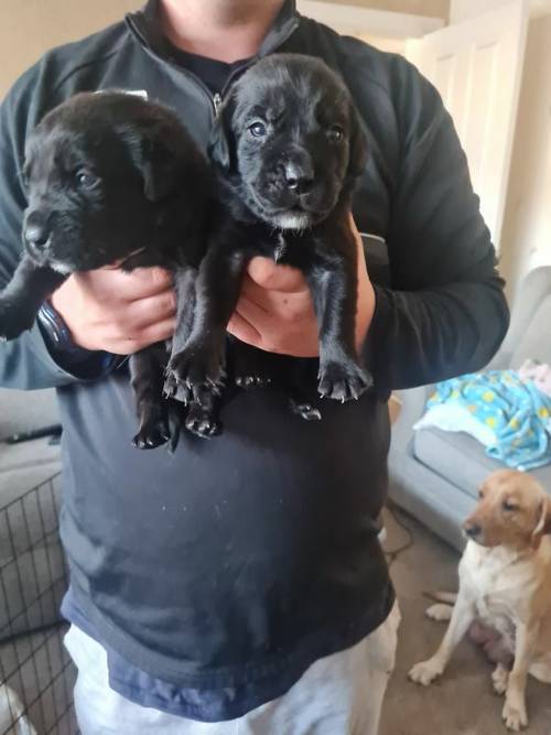 7 beautiful lab puppies for sale in Leicester, Leicestershire - Image 1