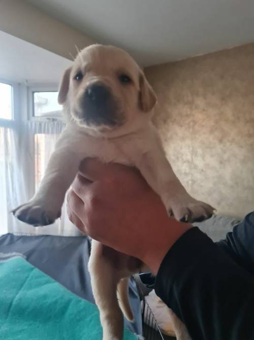 7 beautiful lab puppies for sale in Leicester, Leicestershire - Image 5