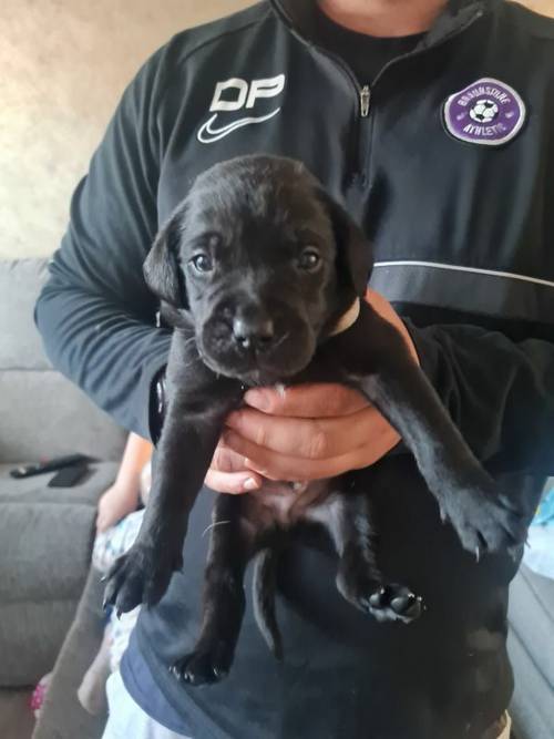 7 beautiful lab puppies for sale in Leicester, Leicestershire - Image 6