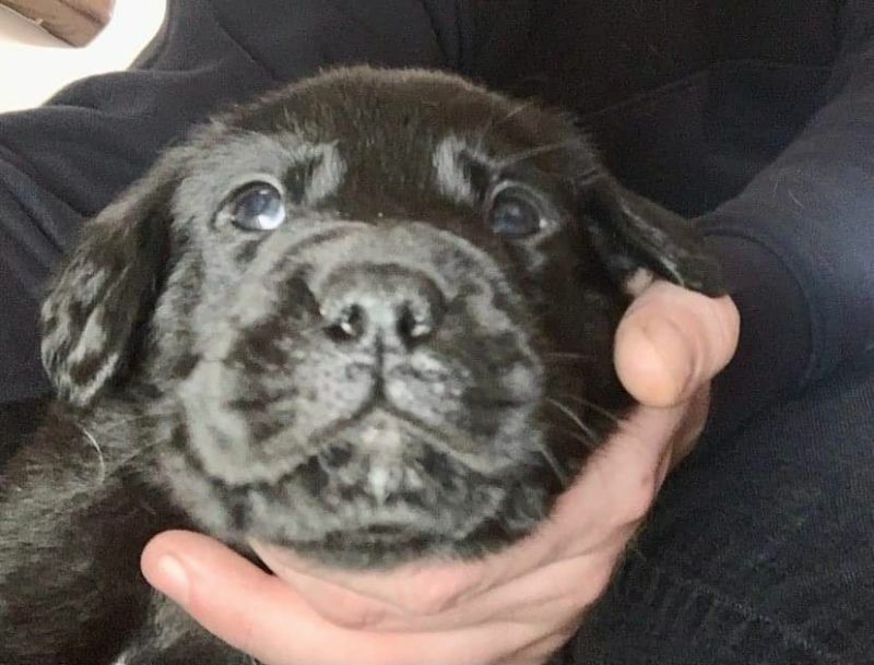 7 Beautiful Lab Puppies For Sale For Sale in Leicester, Leicestershire