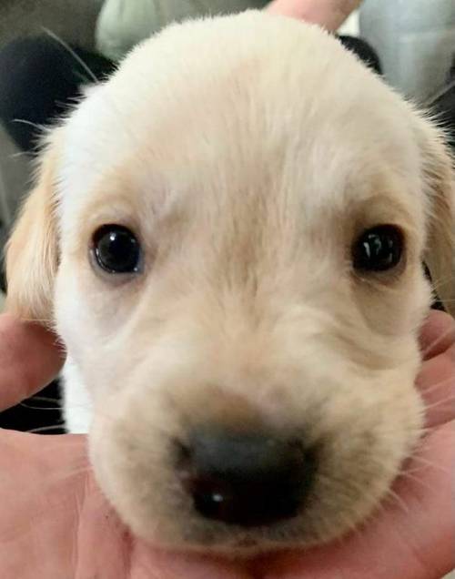 7 beautiful lab puppies for sale in Leicester, Leicestershire - Image 14