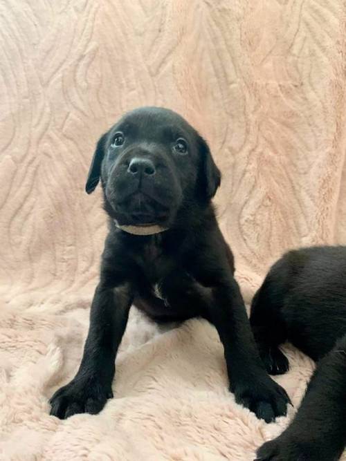 7 beautiful lab puppies for sale in Leicester, Leicestershire - Image 15