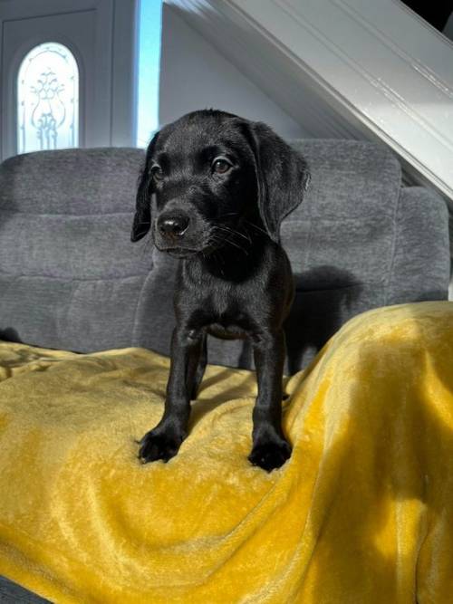 3 Labrador pups left for sale in Peterlee, County Durham - Image 1