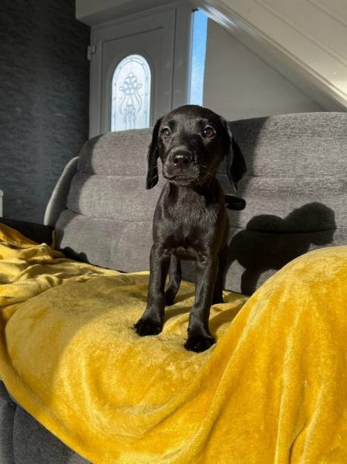 3 Labrador pups left for sale in Peterlee, County Durham - Image 2