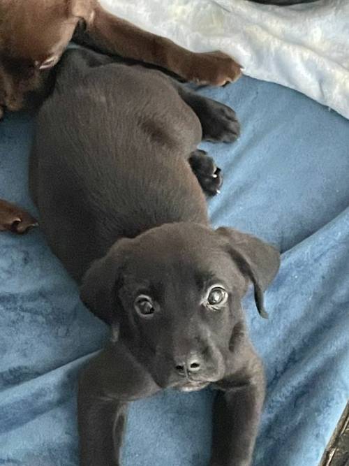 3 Labrador pups left for sale in Peterlee, County Durham - Image 4