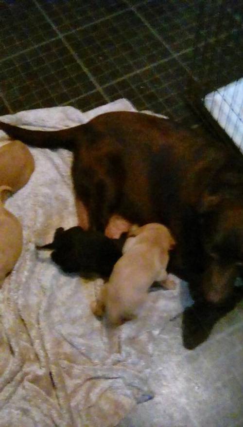 4 black 4 foxred puppies for sale in Darlington, County Durham - Image 2