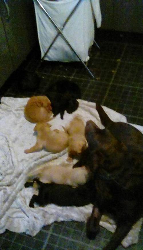 4 black 4 foxred puppies for sale in Darlington, County Durham - Image 3