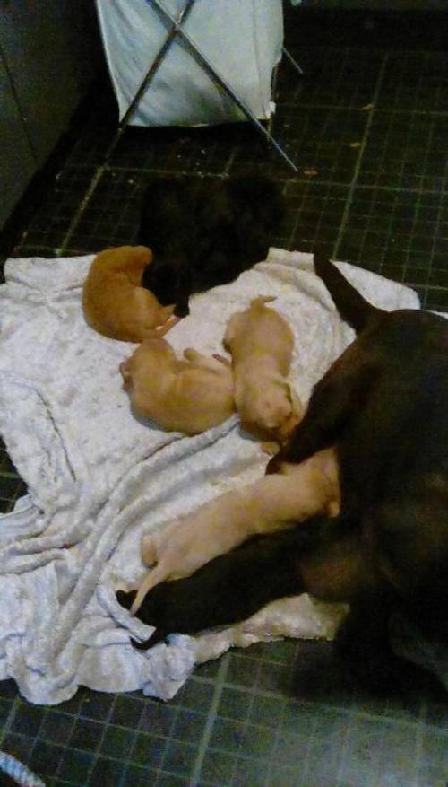 4 black 4 foxred puppies for sale in Darlington, County Durham - Image 4