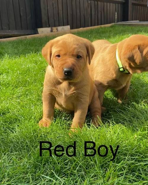 Red Fox Labradors KC Registered for sale in Northampton, Northamptonshire - Image 3