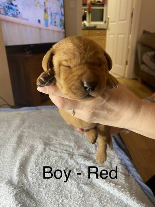 Red Fox Labradors KC Registered for sale in Northampton, Northamptonshire - Image 10