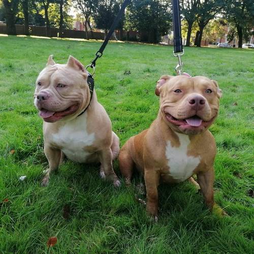 American Bully Abkc for sale in Smethwick, West Midlands - Image 3