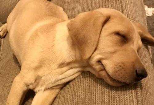 Super Pedigree Working Labrador Puppy available now for viewing for sale in Isleworth, Hounslow, Greater London - Image 5